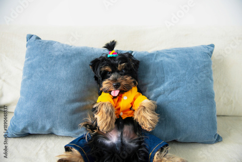 Wallpaper Mural funny Yorkshire Terrier puppy is lying on a pillow on the sofa Torontodigital.ca
