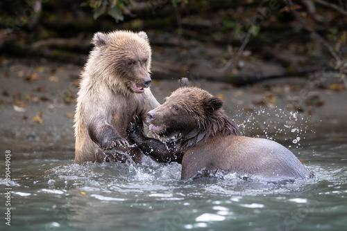 Two Brown Bear (Urus arctos) cubs play in a lake in Lake Clark National Park, Alaska, USA. 