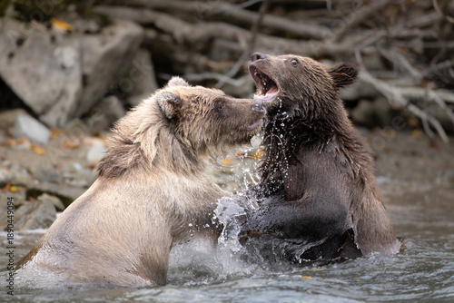 Fényképezés Two Brown Bear (Urus arctos) cubs play in a lake in Lake Clark National Park, Alaska, USA