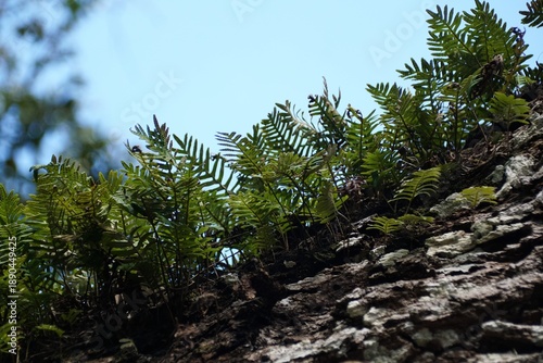 Obraz na plátně Resurrection ferns grow in a dense row along the rough, textured bark of a tree