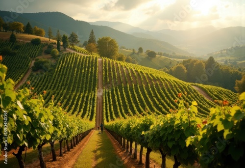 Elegantly Arranged Vine Rows on Gentle Hilltop Vineyard Harvest Season Charm