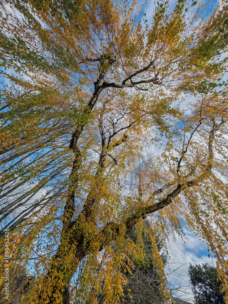 Fototapeta premium willow tree wide angle 