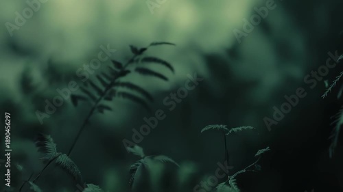 Green fern fronds gracefully extend into a deep forest setting, highlighting lush natural growth and creating a peaceful, tranquil environment with rich botanical beauty