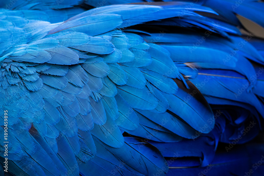 Obraz premium Feather detail of a Blue and Yellow Macaw (Ara ararauna) in the Pantanal of Brazil. 