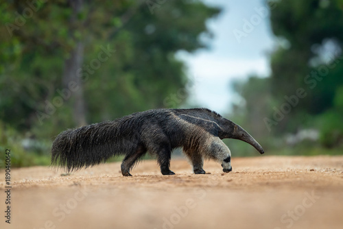 Canvas Print A Giant Anteater (Myrmecophaga tridactyla) crosses a dirt road in the Cerrado area of the Pantanal, Mato Grosso, Brazil