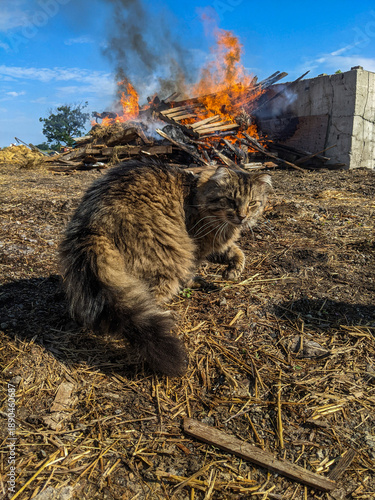 A curious tabby cat walks on dry ground in a rural yard as a large bonfire roars behind him on a concrete wall, blending calm curiosity with a dramatic, fiery backdrop.