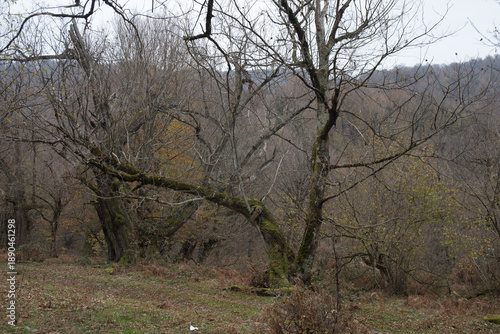 Landscape with beautiful fog in forest on hill or Trail through a mysterious winter forest with autumn leaves on the ground. Road through a winter forest. Magical atmosphere. Azerbaijan nature