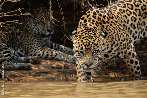 Canvas Print A pair of mating jaguars (Panthera onca) interact along a river in the Pantanal, Mato Grosso, Brazil