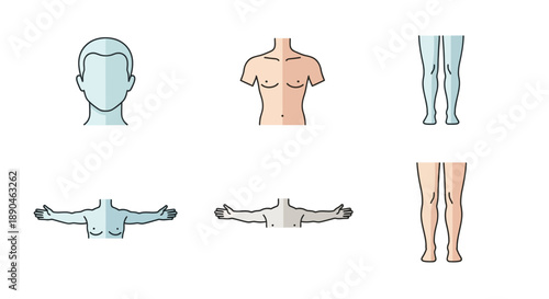 Minimalist human body anatomy icons set, featuring line art illustrations of various body parts including head, torso, and legs, perfect for medical and educational design projects