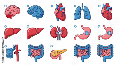 Illustrations of human internal organs including the brain, heart, lungs, liver, kidneys, stomach, and intestines, presented in a clean, schematic style