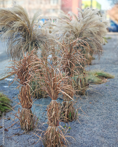 Tall decorative grasses tied up for the winter