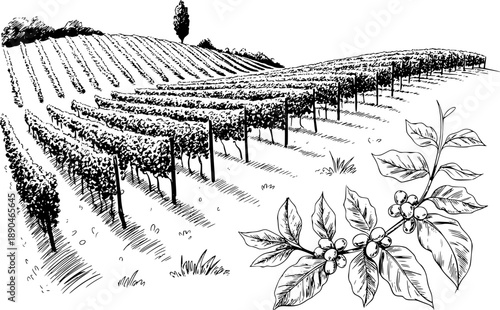 Silhouette of a stag with large antlers standing a white background deer animal