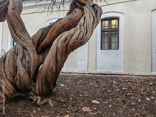 Twisted tree trunk with an old house in the background