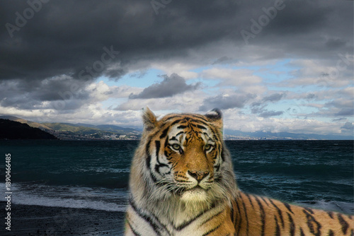 Surreal absurdity. Tiger on the beach.
