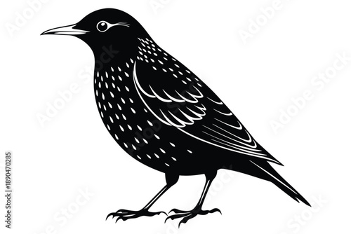 european starling silhouette line art vector illustration