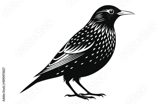 european starling silhouette line art vector illustration