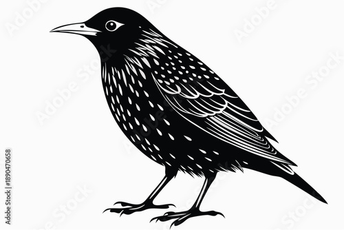 european starling silhouette line art vector illustration