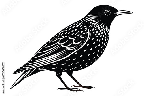 european starling silhouette line art vector illustration