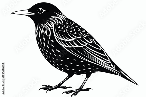european starling silhouette line art vector illustration