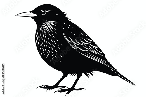 european starling silhouette line art vector illustration