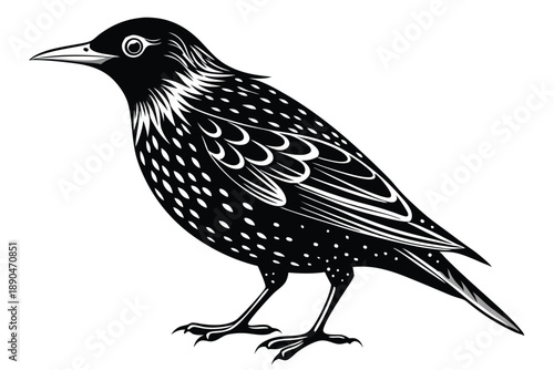 european starling silhouette line art vector illustration