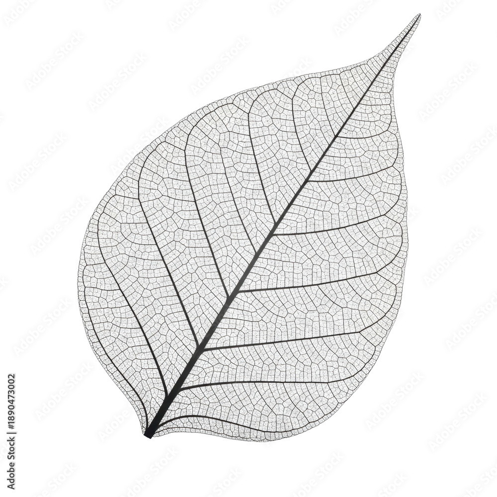 Obraz premium Delicate leaf skeleton close-up