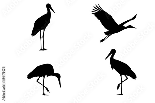 A set of stork silhouette on a separate white background. Birds
