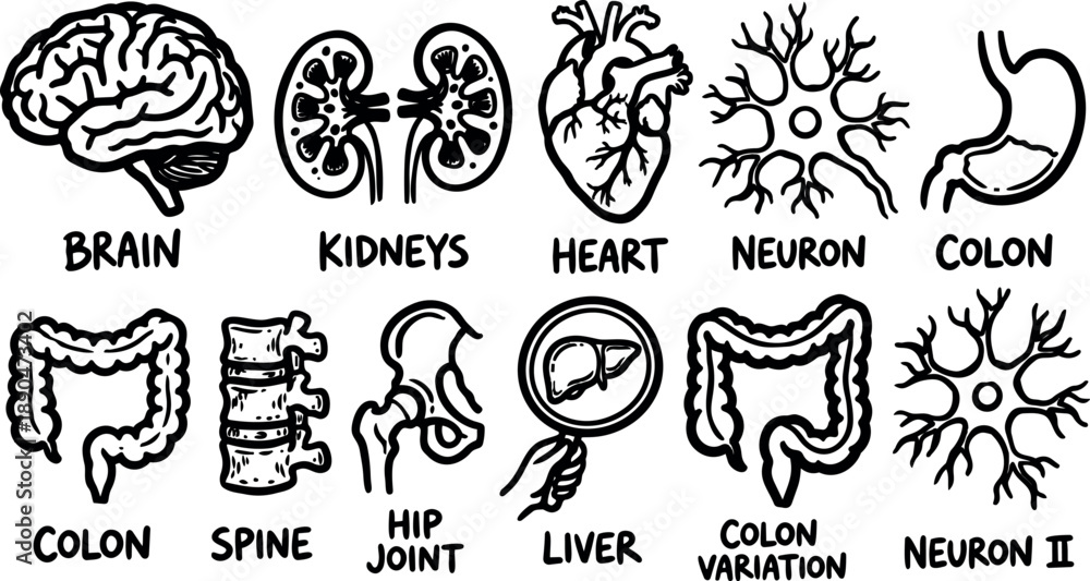Fototapeta premium Hand drawn black and white anatomical vector set of brain heart kidneys neurons colon spine hip joint liver with labeled variations