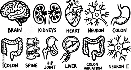 Hand drawn black and white anatomical vector set of brain heart kidneys neurons colon spine hip joint liver with labeled variations