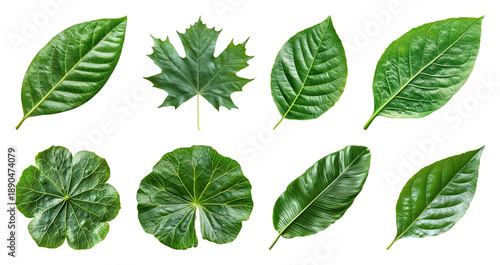 PNG Various green leaves collection on transparent background