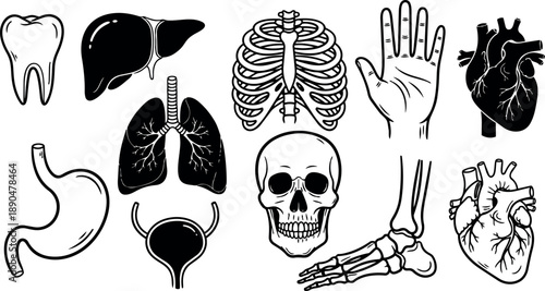 Black and white vector art set of human anatomy organs bones skull hand foot lungs liver heart and stomach illustration