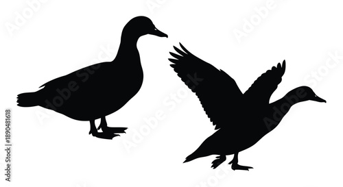 Two ducks in contrasting poses a striking black silhouette