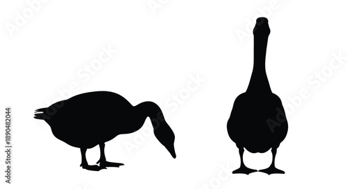 Two geese in profile one foraging a striking black silhouette