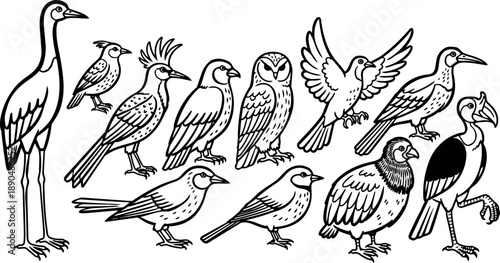 Black and white line art vector set of various wild birds standing perched flying detailed side view isolated
