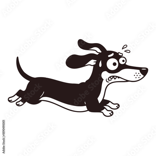 Dachshund dog running Worried cartoon, sweat drops and wide eyes, looking back in panic. Funny pet illustration.