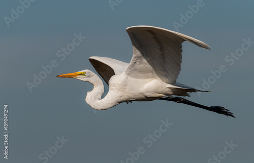 Great White Egret in Flight