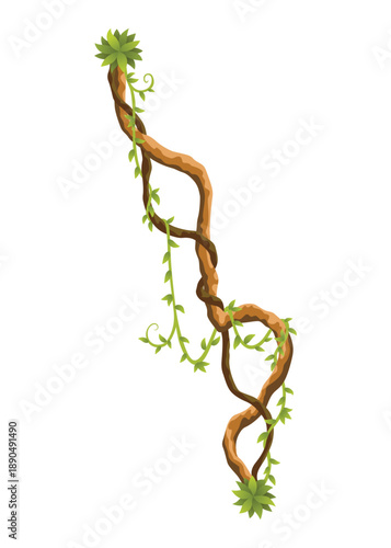 Liana branch. Twisted wild jungle vine plants. Woody natural tropical rainforest, exotic botany element. Vector design element