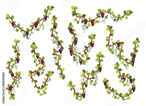 Grape bunches set. Cluster of berries and leaves. Grape vines, decorative climbing plants. Fruits, growing healthy food isolated on white background