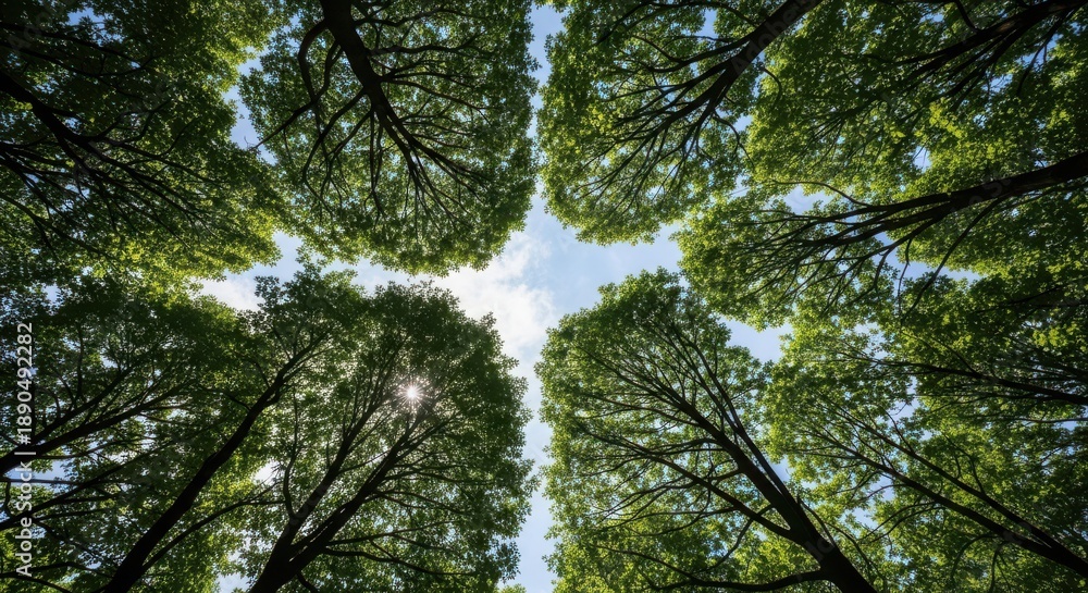 Fototapeta premium Lush green trees surrounding a serene blue sky with sunlight filtering through the leaves in a natural forest environment