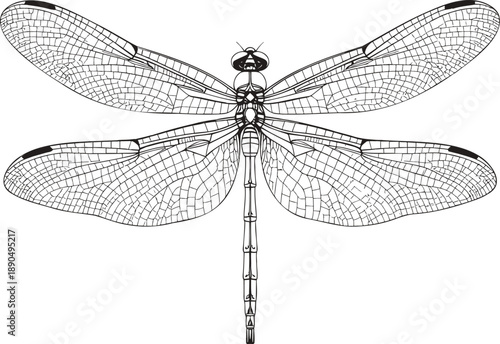 Detailed dragonfly illustrations in black and white with intricate wing patterns