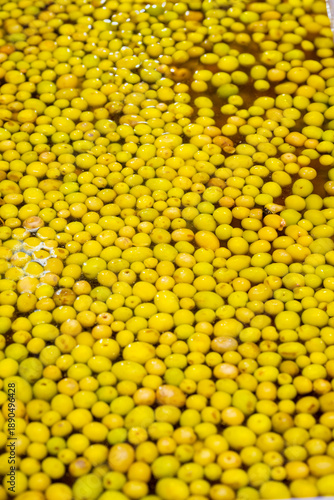 Fresh and natural green olive  close up texture background. Green olives sold in the grocery store. The olive is a species of subtropical evergreen tree in the family Oleaceae. Originating in Asia Min