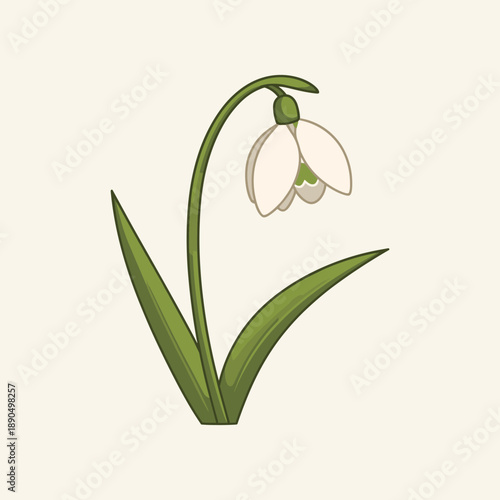 A simple and elegant vector illustration of a snowdrop flower