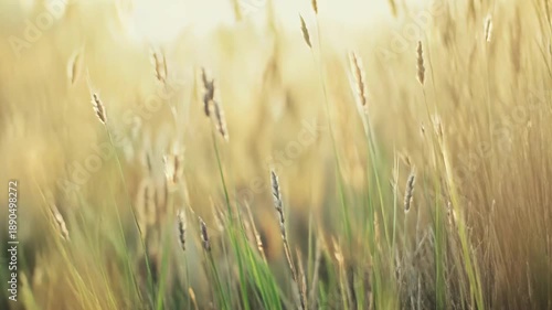 Wild grass and cereal plants swaying gently in a field, bathed in warm, soft golden hour sunlight, contributing to feelings of peace, growth, and natural beauty