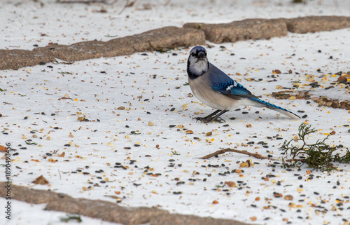 Blue jay foraging in snow in Texas