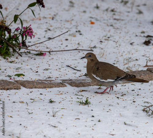 Mourning doves foraging in snow in Texas