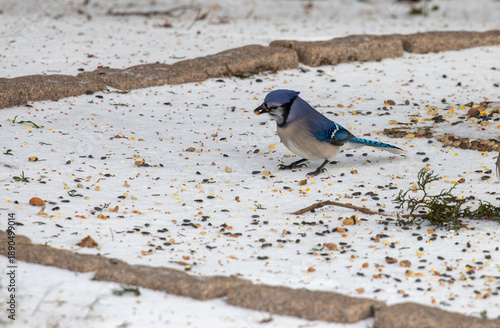 Blue jay foraging in snow in Texas