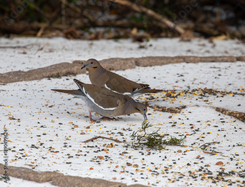 Mourning doves foraging in snow in Texas
