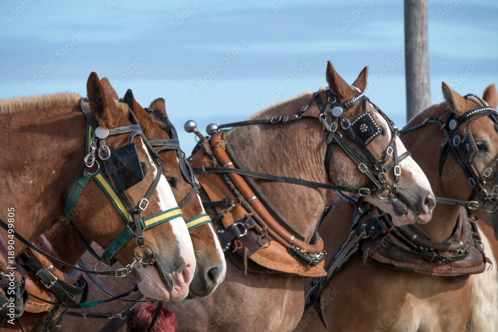 Obraz premium Farm horses on display at a fair