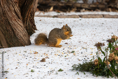 Fox squirrel foraging in snow in Texas