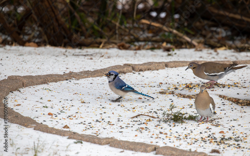 Blue jay and mourning doves foraging in snow in Texas.